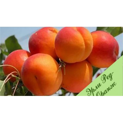 Саженец абрикоса "Эрли Оранж"